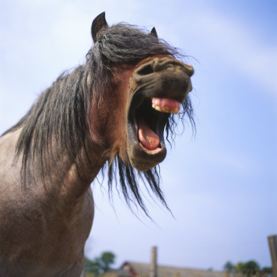 Low Angle View Of A Horse With Its Mouth Open by Jorgen Larsson Pricing Limited Edition Print image
