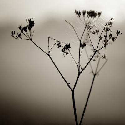 Close-Up Of A Plant by Mattias Nilsson Pricing Limited Edition Print image