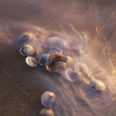 High Angle View Of Shells In Water by Jorgen Larsson Pricing Limited Edition Print image