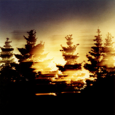 Fir Trees With Bright Light In Background by Mikael Bertmar Pricing Limited Edition Print image