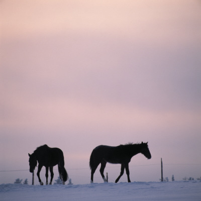 Horses Outdoors In Winter, Finland by Kalervo Ojutkangas Pricing Limited Edition Print image