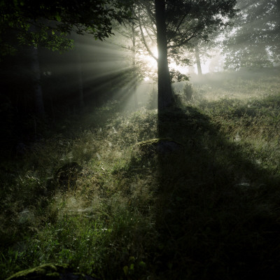 Dawn In The Forest by Mikael Andersson Pricing Limited Edition Print image