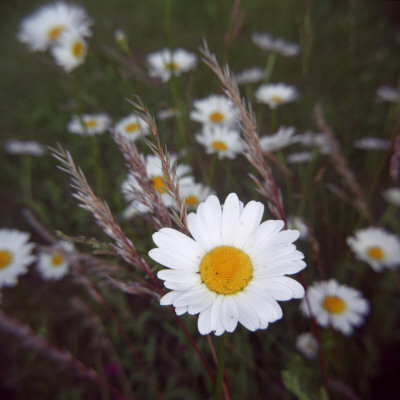 Ox-Eye Daisies by Mikael Andersson Pricing Limited Edition Print image