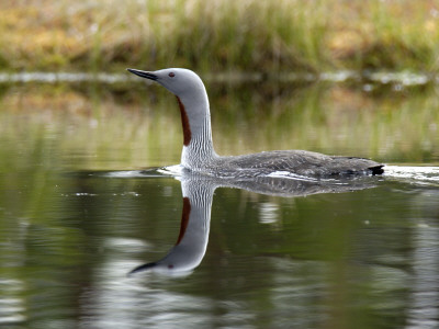 A Red-Throated Diver On Water by Berndt-Joel Gunnarsson Pricing Limited Edition Print image