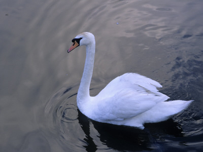 A Swan On Water by Anders Tukler Pricing Limited Edition Print image
