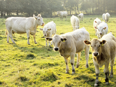 Cows In A Pasture by Anders Blomqvist Pricing Limited Edition Print image