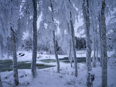 Snowy Birches On A Side Of The Torne River, Kengisforsen, Sweden by Anders Ekholm Pricing Limited Edition Print image