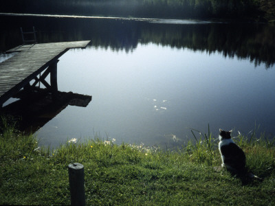 A Cat By A Lake And A Small Pier by Anna G Tufvesson Pricing Limited Edition Print image