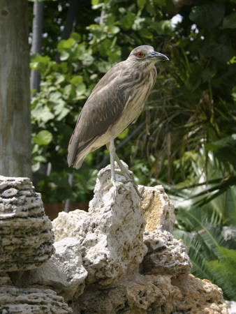 Flordia Wild Bird by Diane Stamatelatos Pricing Limited Edition Print image