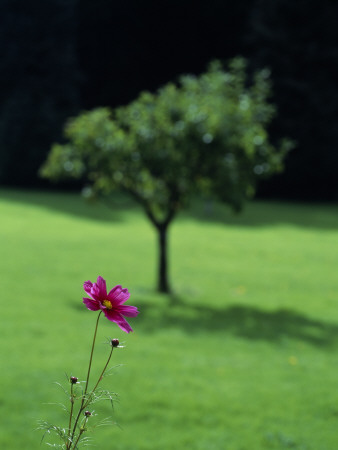 Flower In The Foreground, Tree In The Background by Jan Rietz Pricing Limited Edition Print image