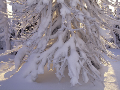 Close-Up Of A Tree Covered With Snow by Hannu Hautala Pricing Limited Edition Print image