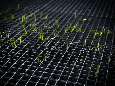 Grass Peeking Up Between A Metal Grid by Jann Lipka Pricing Limited Edition Print image