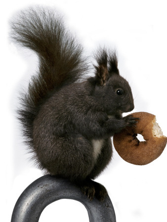 A Squirrel Eating A Doughnut by Jann Lipka Pricing Limited Edition Print image