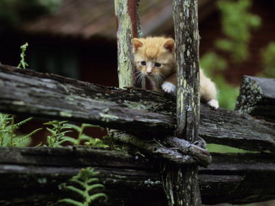 A Kitten Climbing On A Wooden Fence by Jorgen Larsson Pricing Limited Edition Print image