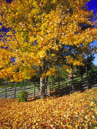 Maple Tree In Front Of A Fence by Jorgen Larsson Pricing Limited Edition Print image