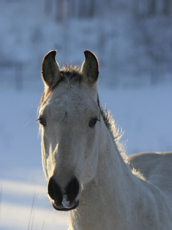 Close-Up Of A Horse by Jorgen Larsson Pricing Limited Edition Print image