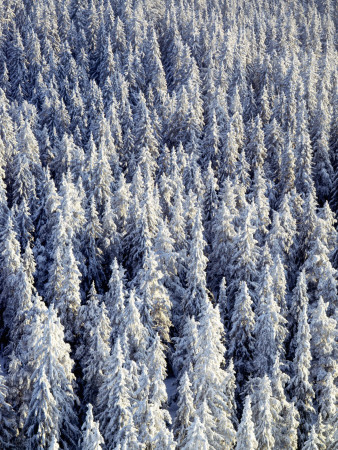 Spruce Forest In Winter, Finland by Kalervo Ojutkangas Pricing Limited Edition Print image