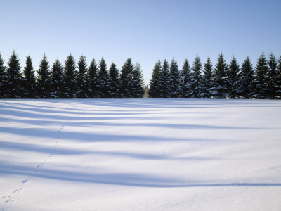 Hare Tracks On Snow, Finland by Kalervo Ojutkangas Pricing Limited Edition Print image