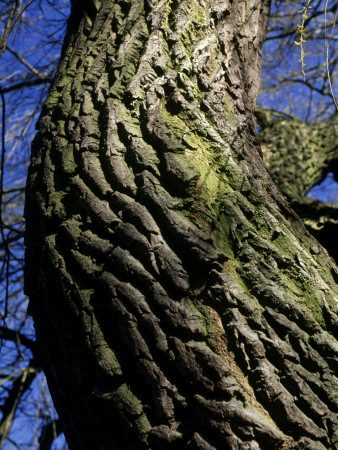 Trunk Of A Tree by Lars Astrom Pricing Limited Edition Print image