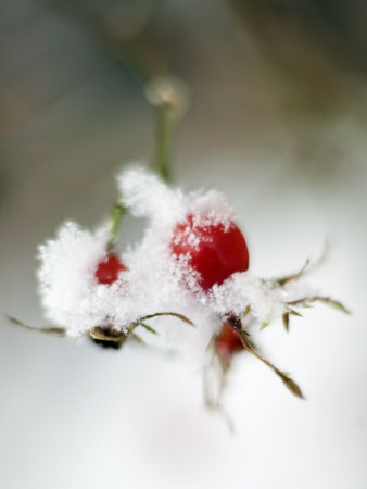 Snow On Red Berries by Lars Dahlstrom Pricing Limited Edition Print image