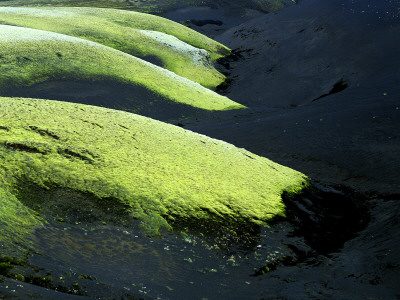 High Angle View Of Rocks Covered With Moss, Iceland by Kristjan Maack Pricing Limited Edition Print image