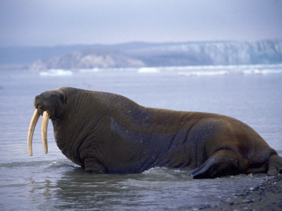 Walrus In The Sea (Odobenus Rosmarus) by Leifur Pricing Limited Edition Print image