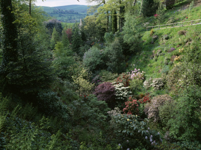 Dunge Valley Hidden Gardens, Cheshire - Rhododendrons In Woodland With House And Countryside Beyond by Clive Nichols Pricing Limited Edition Print image