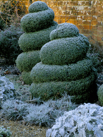 West Green House Garden, Hampshire - Topiary Spirals In Alice In Wonderland Garden In Frost, Winter by Clive Nichols Pricing Limited Edition Print image