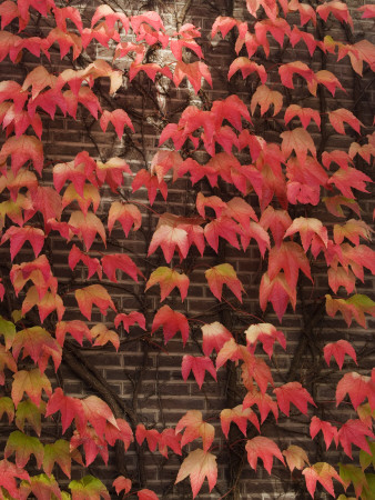 Autumn Leaves, Amsterdam by Natalie Tepper Pricing Limited Edition Print image