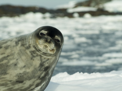 Weddel Seal, Antarctica by Natalie Tepper Pricing Limited Edition Print image
