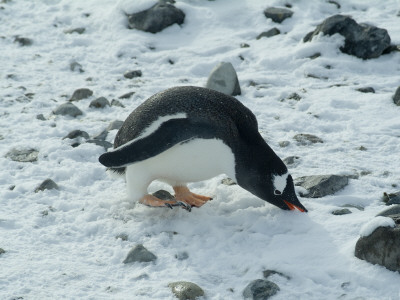 Gentoo Penguin, Cuverville Island, Antarctica by Natalie Tepper Pricing Limited Edition Print image