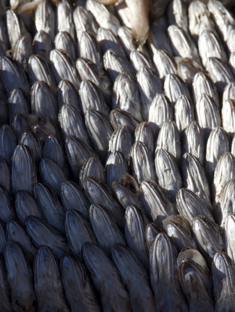 Fish, Market Stall, Essaouira, Morocco by Natalie Tepper Pricing Limited Edition Print image