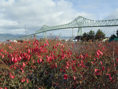 Columbia River Bridge, Astoria, Oregon, 1966 by Natalie Tepper Pricing Limited Edition Print image