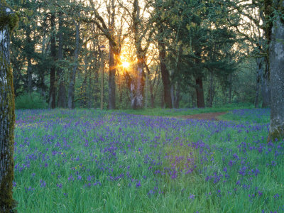 Field Of Camas, Salem, Oregon, Usa by Julie Eggers Pricing Limited Edition Print image