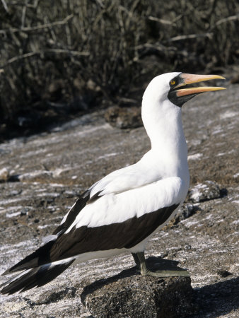 Masked Booby, Galapagos Islands, Ecuador by Michael Defreitas Pricing Limited Edition Print image