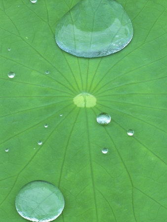 Water Beads On Lotus, Montreal Botanical Garden, Quebec, Canada by Gilles Delisle Pricing Limited Edition Print image