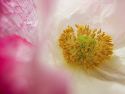 Shirley Poppy In Full Bloom, Willamette Valley, Oregon, Usa by Terry Eggers Pricing Limited Edition Print image