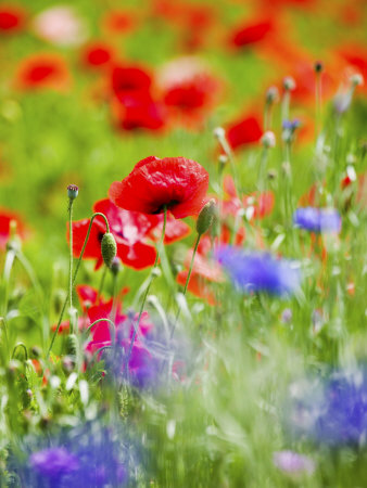 Shirley Poppies In Mass, Willamette Valley, Oregon, Usa by Terry Eggers Pricing Limited Edition Print image