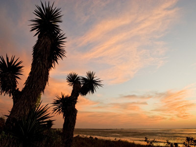 Yucca At Sunset, Laguna Madre, Texas, Usa by Larry Ditto Pricing Limited Edition Print image