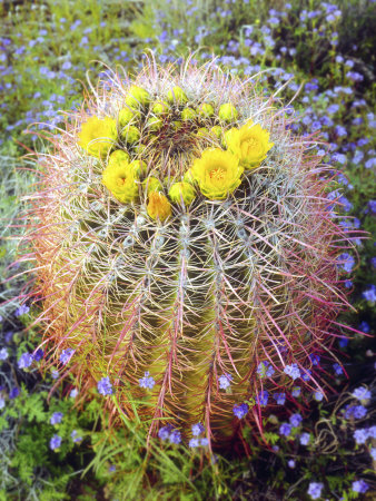 Blooming Barrel Cactus, Anza-Borrego Desert State Park, San Diego, California, Usa by Christopher Talbot Frank Pricing Limited Edition Print image