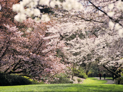 University Of Washington Botanic Gardens, Seattle, Washington, Usa by Charles Crust Pricing Limited Edition Print image