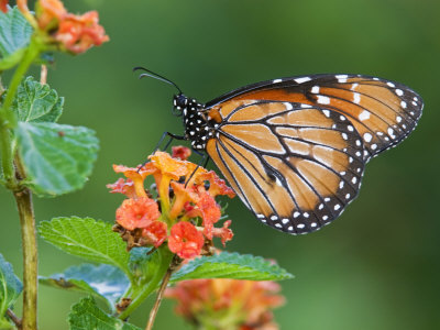 Soldier Butterfly Feeding, Mission, Texas, Usa by Larry Ditto Pricing Limited Edition Print image