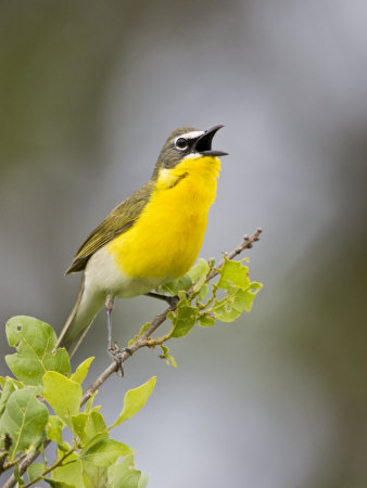 Yellow-Breasted Chat In Oak Brush, Central Texas, Usa by Larry Ditto Pricing Limited Edition Print image