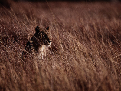 A Female African Lion Resting In Tall Grass by Chris Johns Pricing Limited Edition Print image