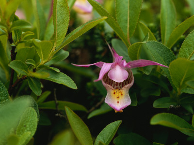 A Wild Orchid Nestled Among Foliage In Wapusk National Park by Norbert Rosing Pricing Limited Edition Print image