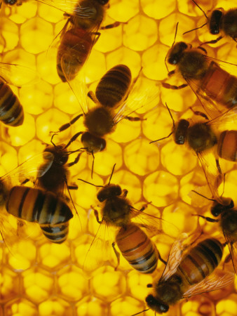 A Close-Up View Of Bees In A Hive by Maria Stenzel Pricing Limited Edition Print image