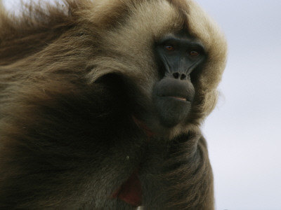A Portrait Of A Male Gelada Baboon by Michael Nichols Pricing Limited Edition Print image