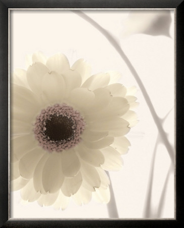 Gerbera Shimmer Ii by Donna Geissler Pricing Limited Edition Print image