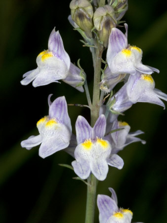 Flowers Of Linaria Striata, La Linaire Strie, A Kind Of Toadflax by Stephen Sharnoff Pricing Limited Edition Print image
