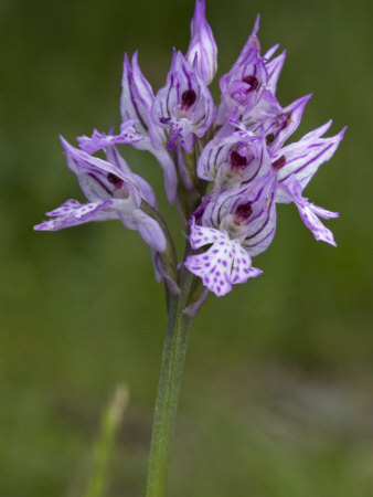 Probably Orchis Militaris, L'orchis Militaire, The Military Orchid by Stephen Sharnoff Pricing Limited Edition Print image